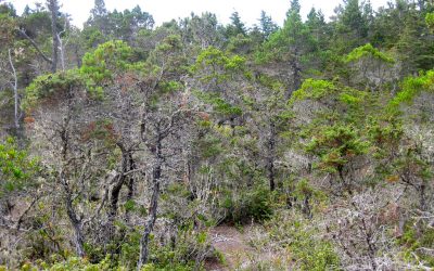 Learning from the Pygmy Forest